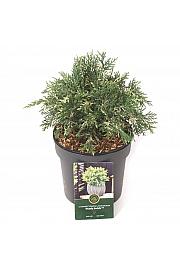 Chamaecyparis lawsoniana Biserni vrtlozi C2,5 lit. 25-30 cm