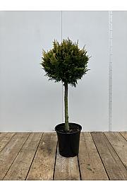 Chamaecyparis lawsoniana Ivonne C10 Lit. 60-80 cm Na steblu 60 cm