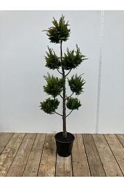 Chamaecyparis lawsoniana Ivonne C10 Lit. 120-140 cm Pon pon