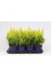 Chamaecyparis lawsoniana Ivonne C1 Lit. 15-20 cm
