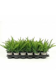 Chamaecyparis lawsoniana Erecta Aurea Ø9