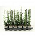 Cephalotaxus harringtonia Korean Gold Ø9