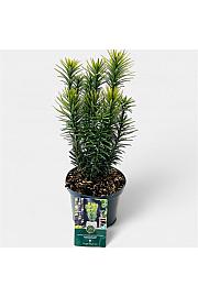 Cephalotaxus harringtonia Korejski zlatni C2.5 lit. 30-40 cm