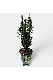 Cephalotaxus harringtonia Fastigiata C2.5 lit. 30-40 cm