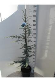 Cedrus libani Glauca C12 Lit. 120-140 cm