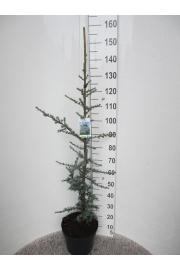 Cedrus libani Glauca C10 Lit. 100-120 cm