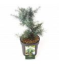 Cedrus deodara Mr. Blue C2,5 Lit. 20-25 cm
