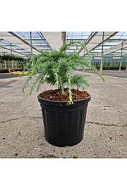 Cedrus deodara Limeglow C8 Lit. 30-35 cm