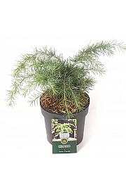 Cedrus deodara Golden Horizon C5 Lit. 30-40 cm