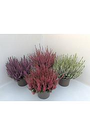 Calluna vrtne djevojke Ø 17 mix