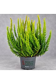 Calluna Beauty Ladies Skyline Ø 9,5 mix
