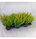 Calluna Beauty Ladies Skyline Ø9,5 mix