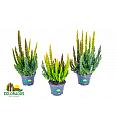 Calluna Beauty Ladies Skyline Ø6 Trio (108088)