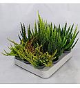 Calluna Beauty Ladies Skyline Ø6 mix (24380)