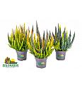 Calluna Beauty Ladies Skyline Ø10,5 Trio