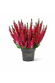 Calluna Beauty Ladies Ø9,5 rdeča