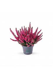 Calluna Beauty Ladies Ø 6 rdeča