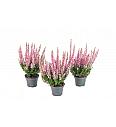 Calluna Beauty Ladies Ø 6 pink