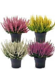 Calluna Beauty Ladies Ø 12 mix