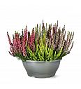 Calluna Beauty Ladies Mosaika Ø23