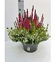Calluna Beauty Ladies Colour Crown Ø23