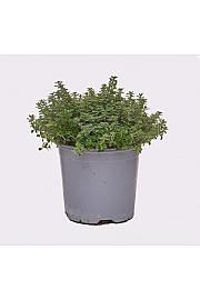 Thymus lady d Ø14