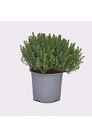 Thymus faustini Ø 14