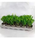 Buxus sempervirens  Ø 9 10-15 cm
