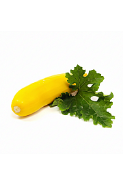 Bučka Sebring F1 Ø10,5