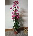 Bougainvillea Sanderiana Ø17 Piramida 60-80 cm