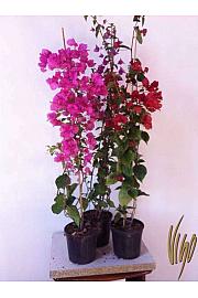 Bougainvillea Sanderiana Ø17 60-80 cm