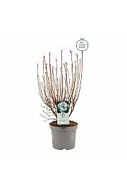 Azalea mollis Viscosa C5 Lit. 40-50 cm