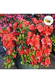 Azalea Japonica Orange Beauty C2 Lit. 22-25 cm