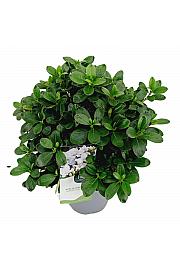Azalea japonica Mount Everest C3 Lit. 35-45 cm
