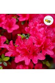 Azalea Japonica Conny C1 Lit. 22-25 cm