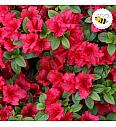 Azalea Japonica Arabesk C1 Lit. 22-25 cm