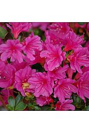 Azalea japonica Amoena C1 Lit. 22-25 cm