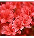 Azalea japonica Aladdin C1 Lit. 22-25 cm