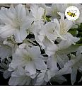Azalea Japonica Adonis C2 Lit. 22-25 cm