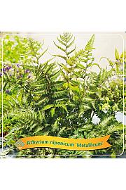 Athyrium niponicum Metallicum C5 Lit.