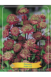 Astrantia major red Ø11