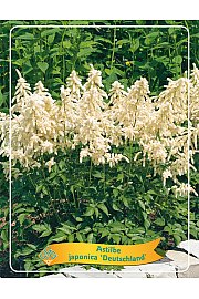 Astilbe japonica Deutschland Ø11