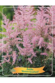 Astilbe Hennie Graafland Ø11