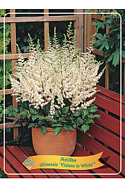 Astilbe chinensis Visions in White ® Ø11