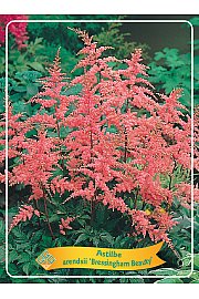 Astilbe Bressingham Beauty Ø11