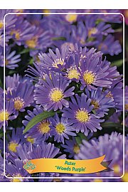 Aster Woods Purple Ø11
