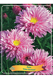 Aster Peter Harrison Ø11