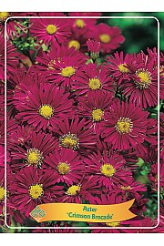 Aster Crimson Brocade Ø11