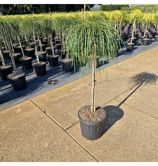 Thuja plicata Whipcord extra C18 Lit. Na steblu 80 cm