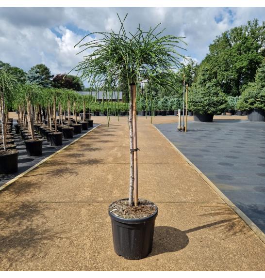 Thuja plicata Whipcord C8 Lit. Na steblu 60 cm